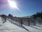 Rollingdale Winery accepts Bitcoin